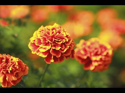 تعرف على 9 زهور تكرهها الحشرات