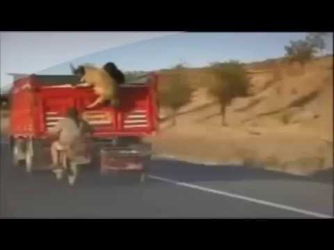 فيديو كيف تتم سرقة الأكباش