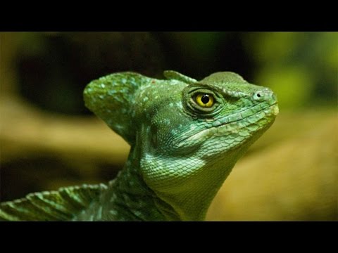 حيوانات لديها قدرات غير اعتيادية للدفاع عن نفسها