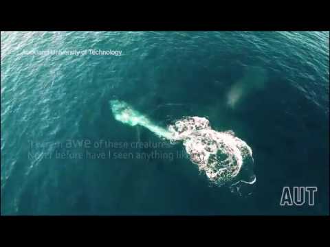 لقطات نادرة لحوت طوله 12 مترًا يطعم صغيره