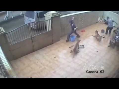 طريقة سرقة الكلاب في الصين