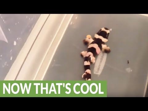 لحظة خروج قرش من بيضته