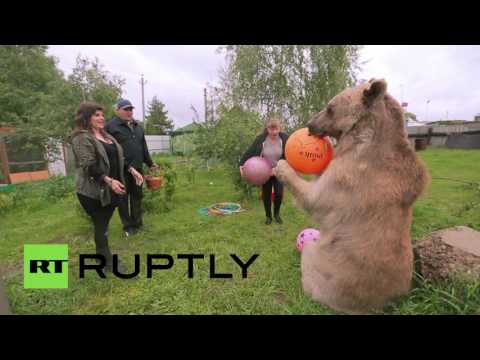 دب عملاق يعيش بين أفراد عائلة روسية