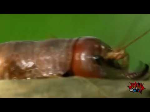 بالفيديو حشرات ضخمة تغزو اليابان وتتسبب في حالة من الرعب