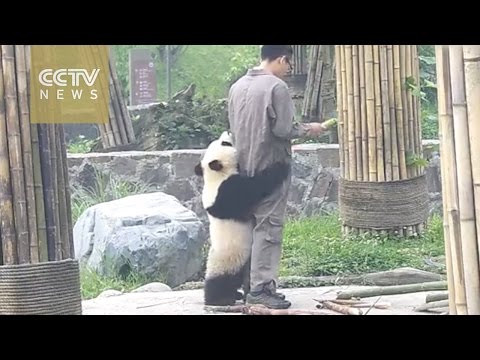 باندا لا تستطيع مقاومة اللعب مع ساق حارسها