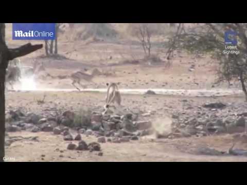 بالفيديو لبؤة تفشل في الحصول على صيدها بشكل طريف