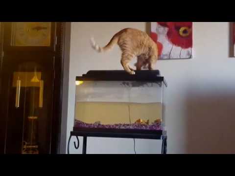 ماذا حدث لقطة جشعة حاولت الدخول لحوض أسماك