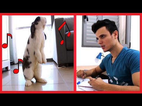 أذكى أرنب في العالم