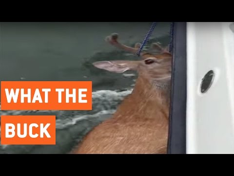 صياد ينقذ غزال من وسط المحيط