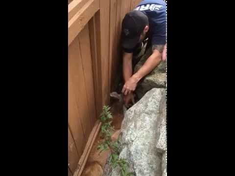 رجال الإنقاذ ينتشلون غزال سقط في مكان غريب