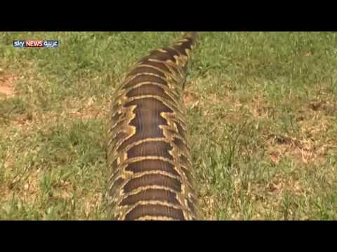 مواطن امريكي يعثر علي افعي ضخمة في حديقة منزله