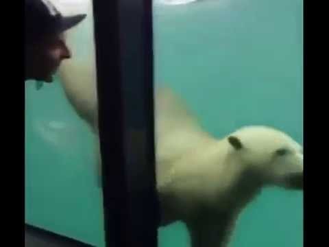 شاهد دب يقلد قفزات شاب في حديقة حيوان هولندية