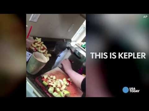 ببغاء يكره التفاح ويعبر عن ذلك بقوة