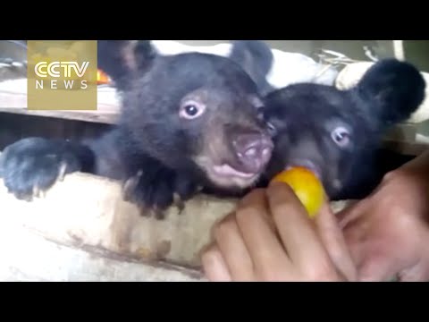 مزارع يتبنى دببة يتيمة في بيته