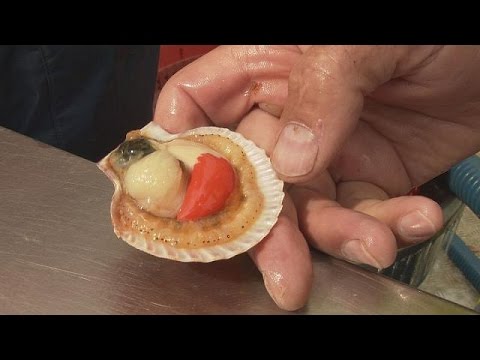 بحوث جديدة لتربية الأحياء المائية بطريقة مستدامة ومتنوعة