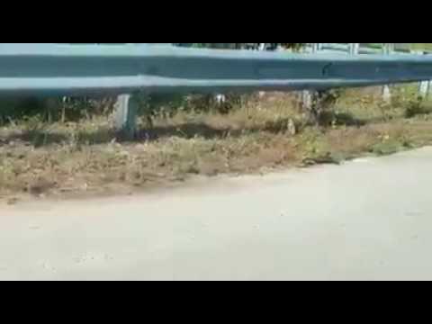 أنثى فأر تنقذ صغيرها من ثعبان