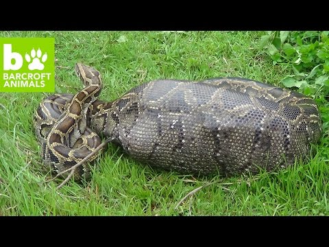 وجبة دسمة تجعل ثعبان ضخم يفشل في الهرب