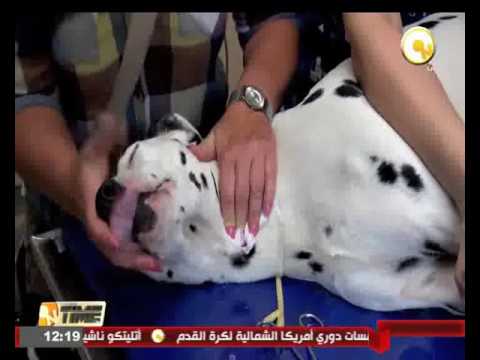 بيطريون يؤسسون بنك دم للحيوانات الأليفة في بولندا