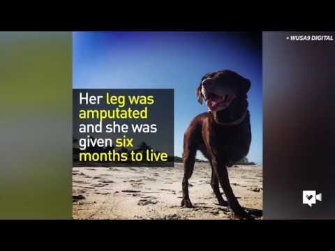 شاهد شاب يعالج كلبته المصابة بالسرطان من خلال رحلة عبر أميركا