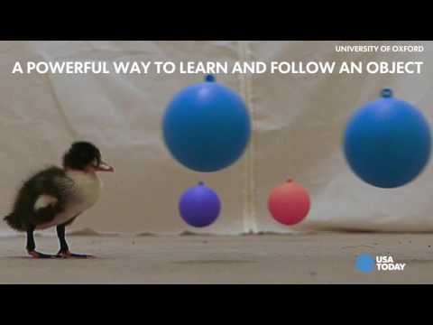 البط الصغير أذكى مما تتخيل