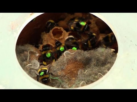 شاهد حماية النحل بهدف المحافظة على الاقتصاد