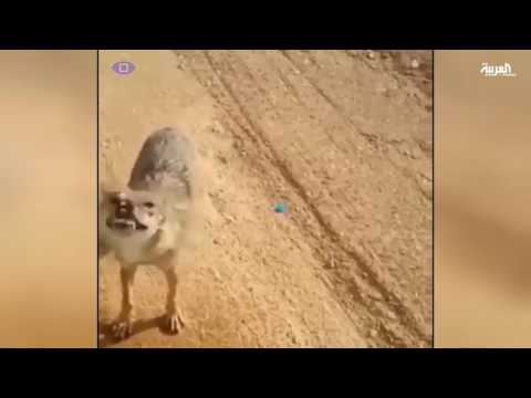 بالفيديو سخط مواطن على انقطاع الكهرباء في السودان