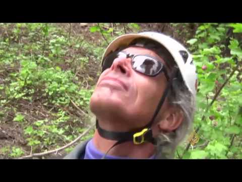 شاهد غرس عينات من الأشجار العملاقة بهدف توسيع رقعتها