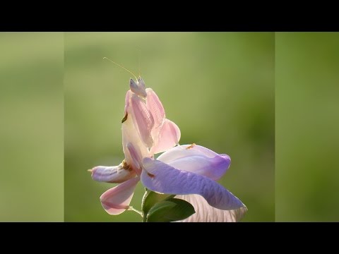 وردة جميلة فى آسيا  لكن الحقيقة حشرة