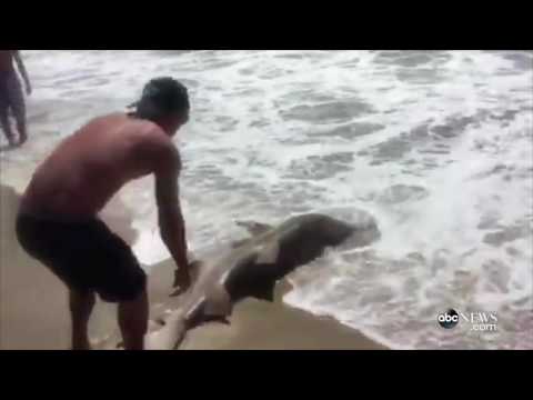 طفل يصطاد سمكة قرش ضخمة بصنارة صغيرة