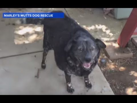 إنقاذ كلب انتظر لأشهر أمام منزل صديقه المتوفي