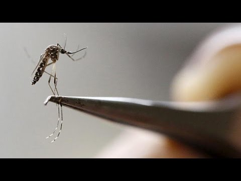 شبح زيكا يخيم على أولمبياد ريو دي جانيرو في البرازيل