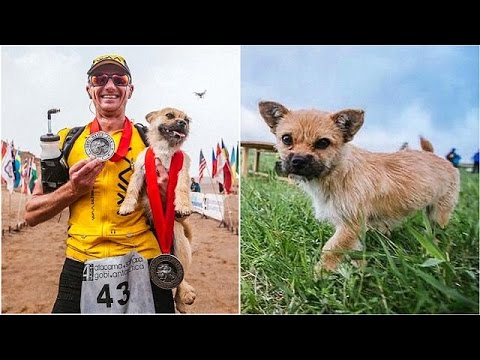 كلبة تجري خلف عداء فتحظى بإقامة في بريطانيا