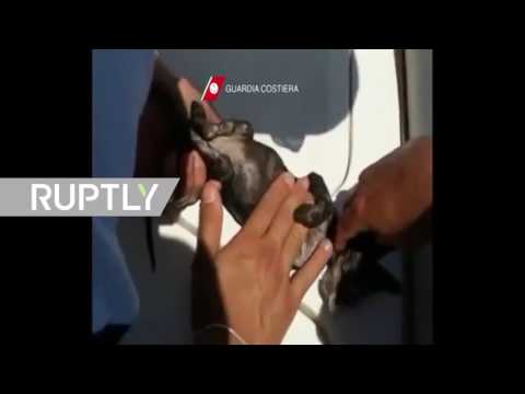 اطفال حلب يلعبون بوكيمون غو بين اطلال الحرب