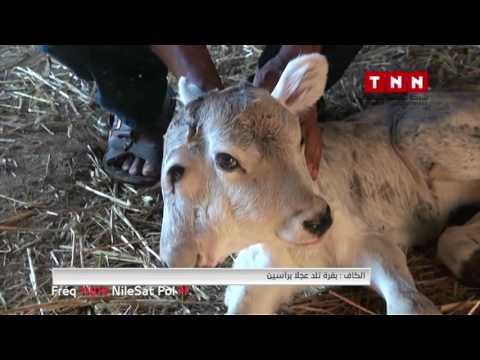 بقرة تلد عجلا برأسين فى تونس