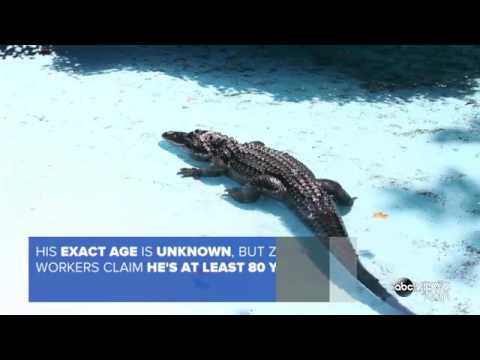 موجو أكبر تمساح يتخطى الـ 80 عامًا وصحته ممتازة