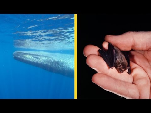 مقارنة بين أضخم وأصغر الحيوانات على سطح الأرض