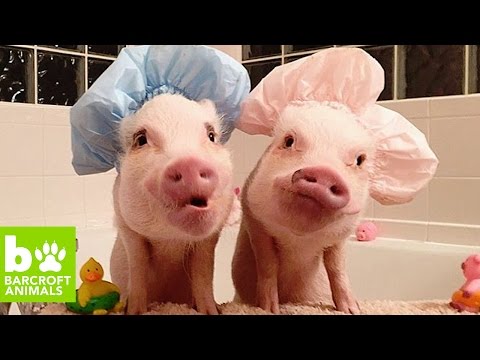 أميركية تقع في حب خنزيرين