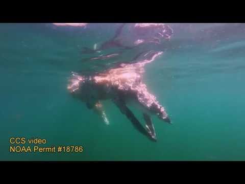 ما فعلته أسماك القرش في حوت منك خلال يوم