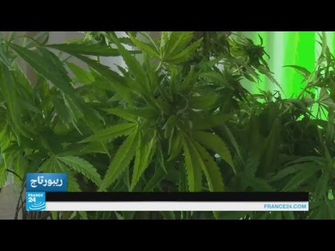 استخدام القنب الهندي المخدر يلقى رواجا كبيرًا في كاليفورنيًا