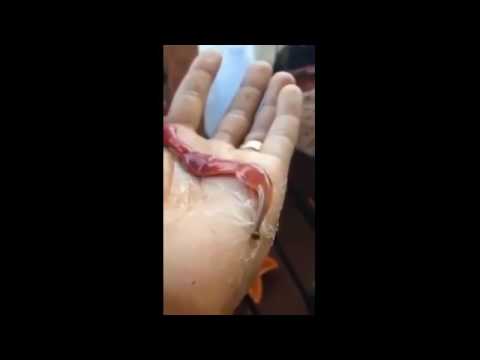 شاهد دودة غريبة تُحاكي الرجل العنكبوت في أدغال تايلاند