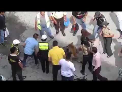 شاهد خناقة عنيفة بين كلاب الشوارع تنتهي بكارثة