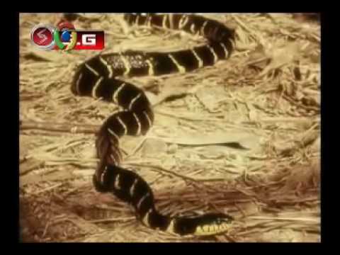 شاهد  الأفعي المجلجلة الأشرس على مستوى العالم