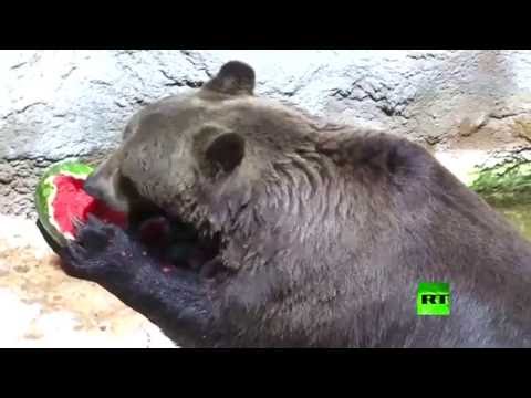 شاهد روما توزع آيس كريم مجاني على الحيوانات