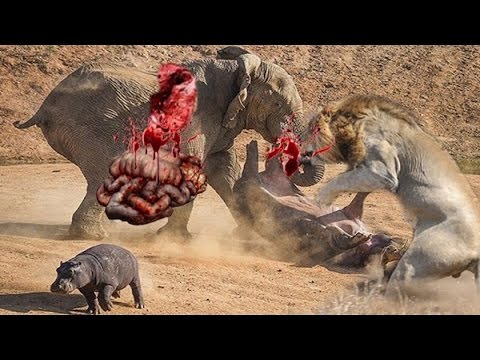 أشرس الهجمات عالم الحيوان