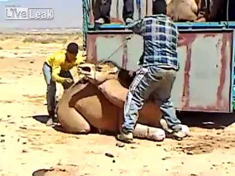 مغربيًا يحمل جملاً ضخماً فوق ظهره