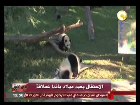 الإحتفال بعيد الميلاد الأول لصغير باندا عملاقة في أميركا