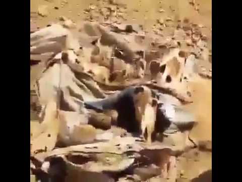 اكتشاف اكبر مقبرة للحمير المذبوحة