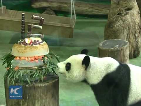 حديقة حيوان تحتفل بعيد ميلاد  البندا 