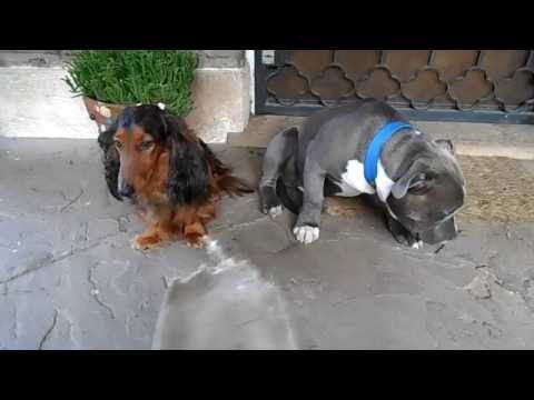 رد فعل استثنائي لكلبين يشعران بالذنب