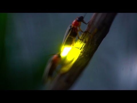 شاهد خنافس تضيء من أجل التكاثر